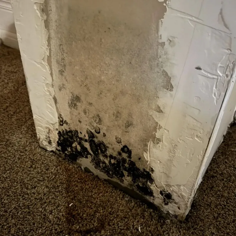 Professional Mold Removal in Ringling, OK